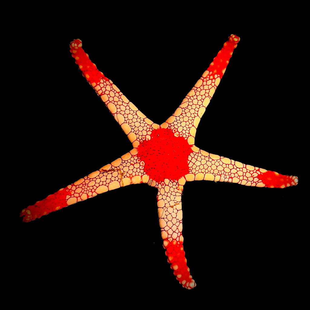 NEW ARRIVAL Volcano Starfish (Very Nice)