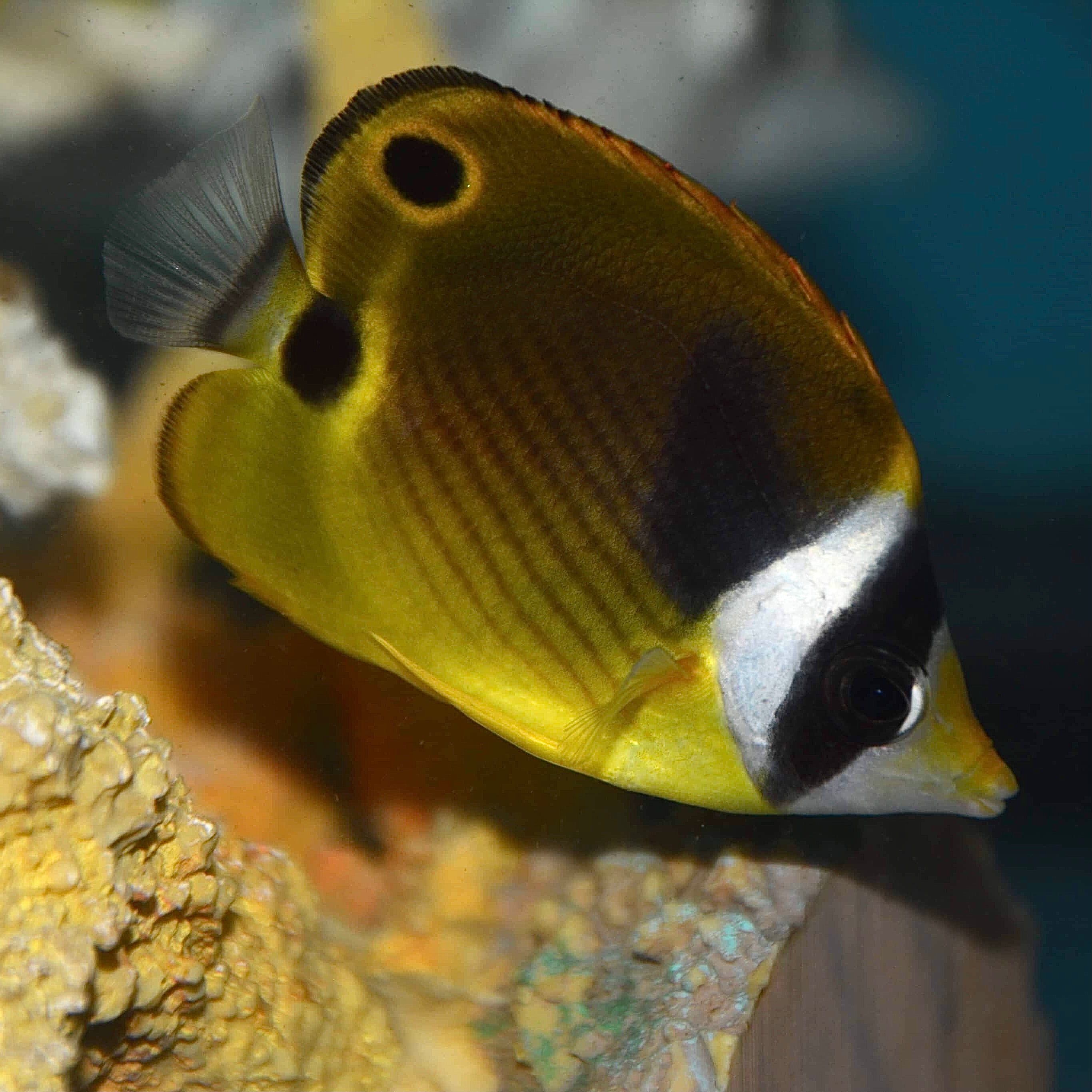 Aquarium Conditioned-Racoon Butterflyfish (Large Size)