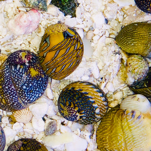 Mexican Nerite Snail (Pretty Shells)