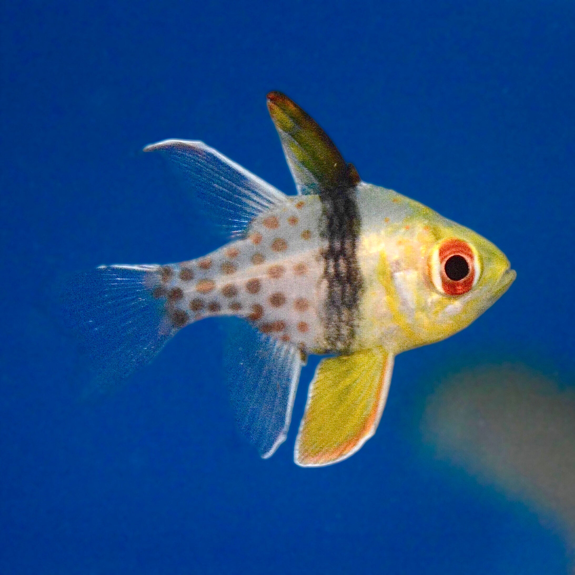 Aquarium Conditioned Pajama Cardinalfish