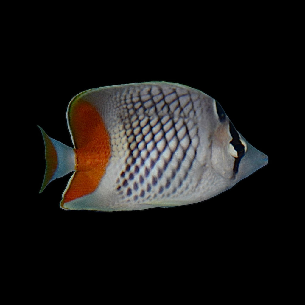 Aquarium Conditioned-Pearlscale Butterflyfish