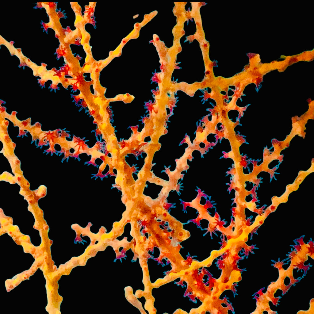 NEW ARRIAL-Bright Orange Swiftia Deepwater Gorgonian