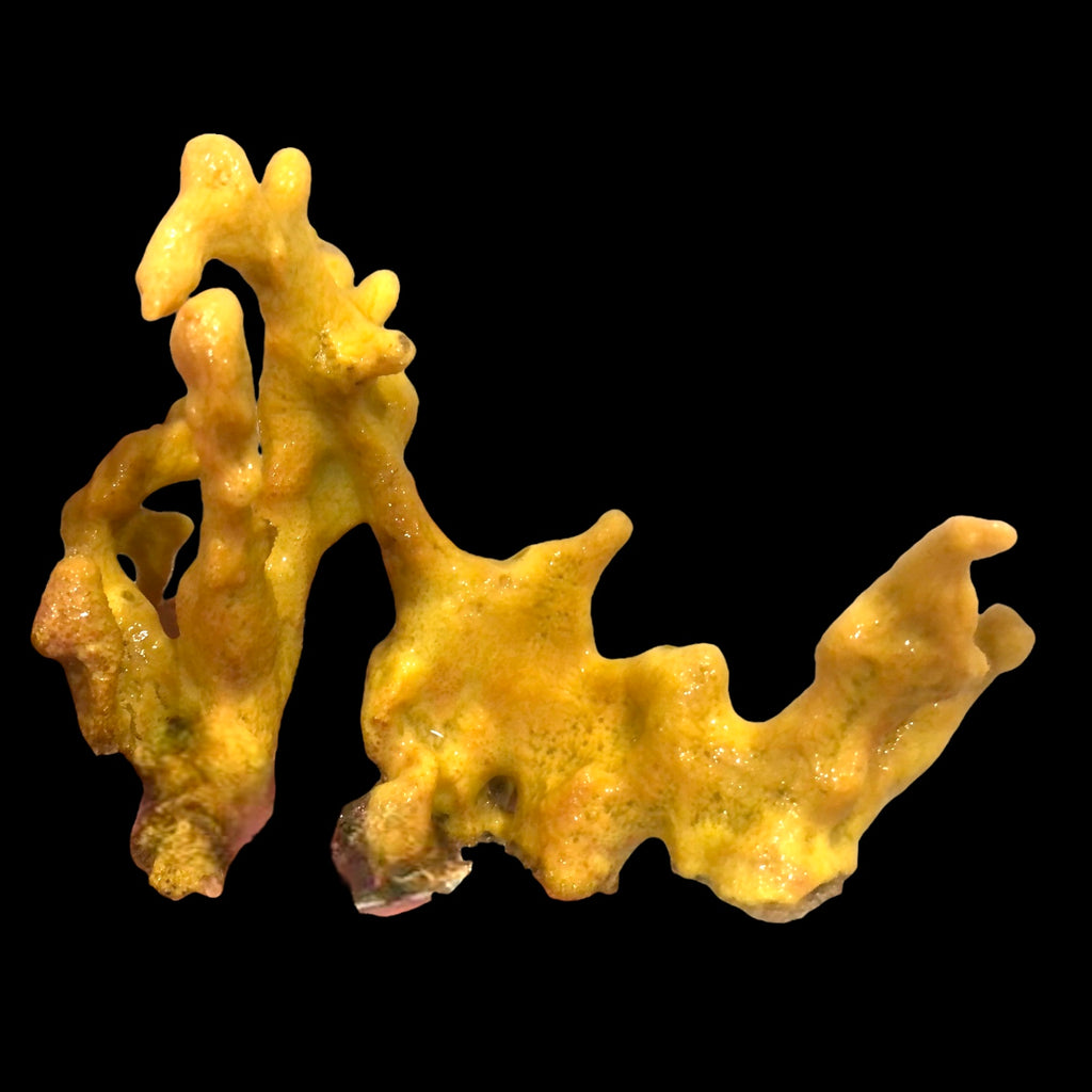 Yellow Rope Sponge