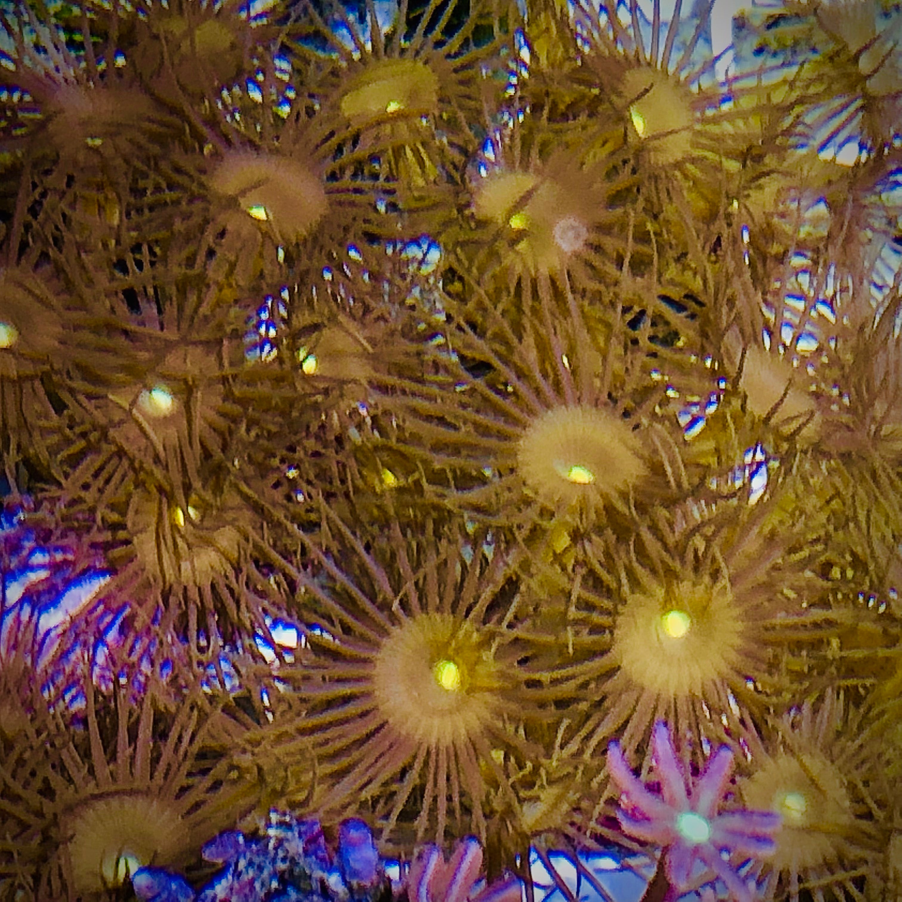 Yellow Colony Polyps-Aquacultured on a Shell