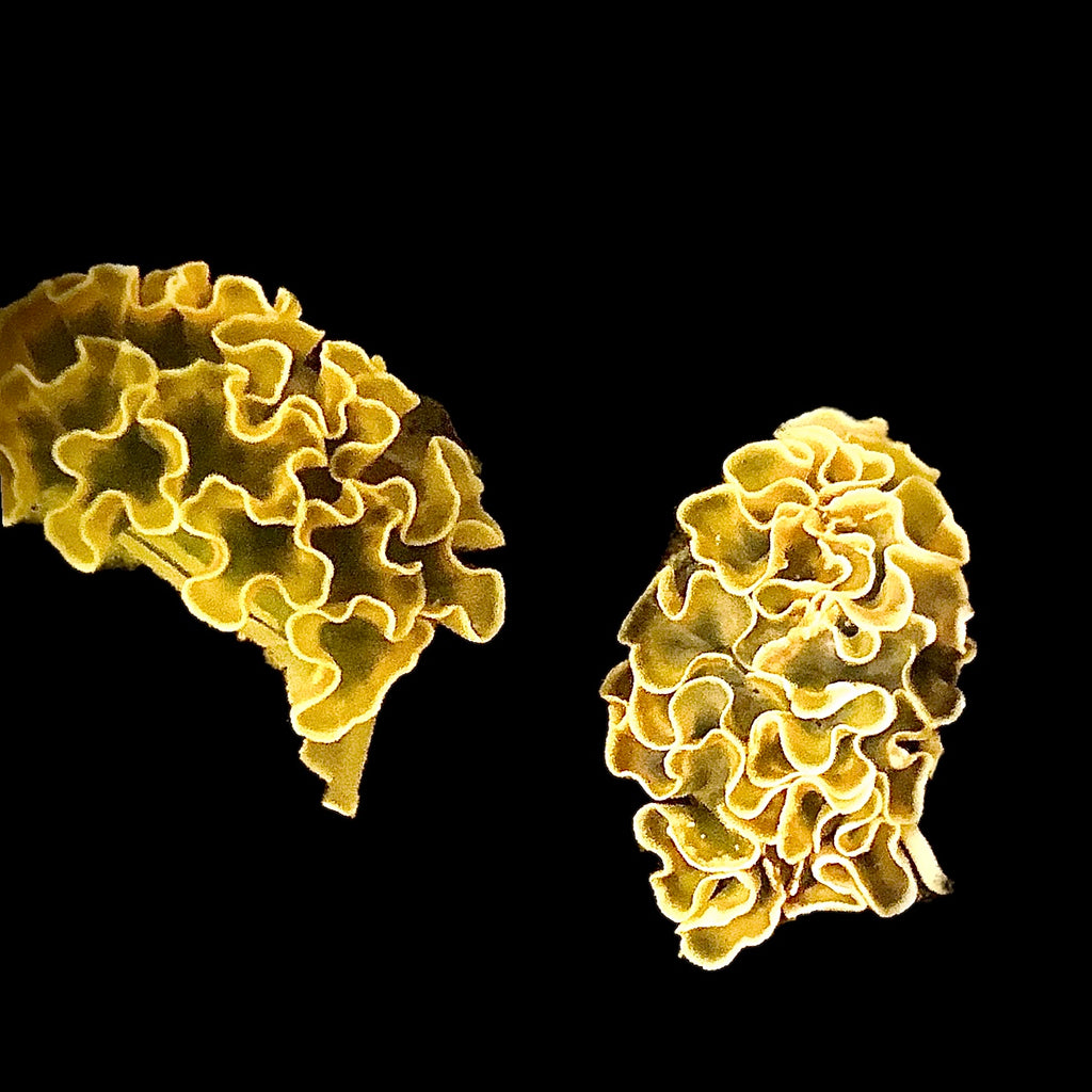 NEW ARRIVAL-Yellow Lime Lettuce Nudibranch
