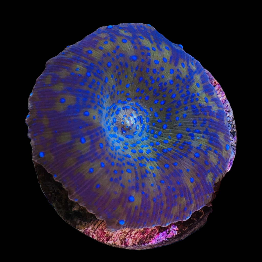 WYSIWYG Blue and Gold Superman Mushroom