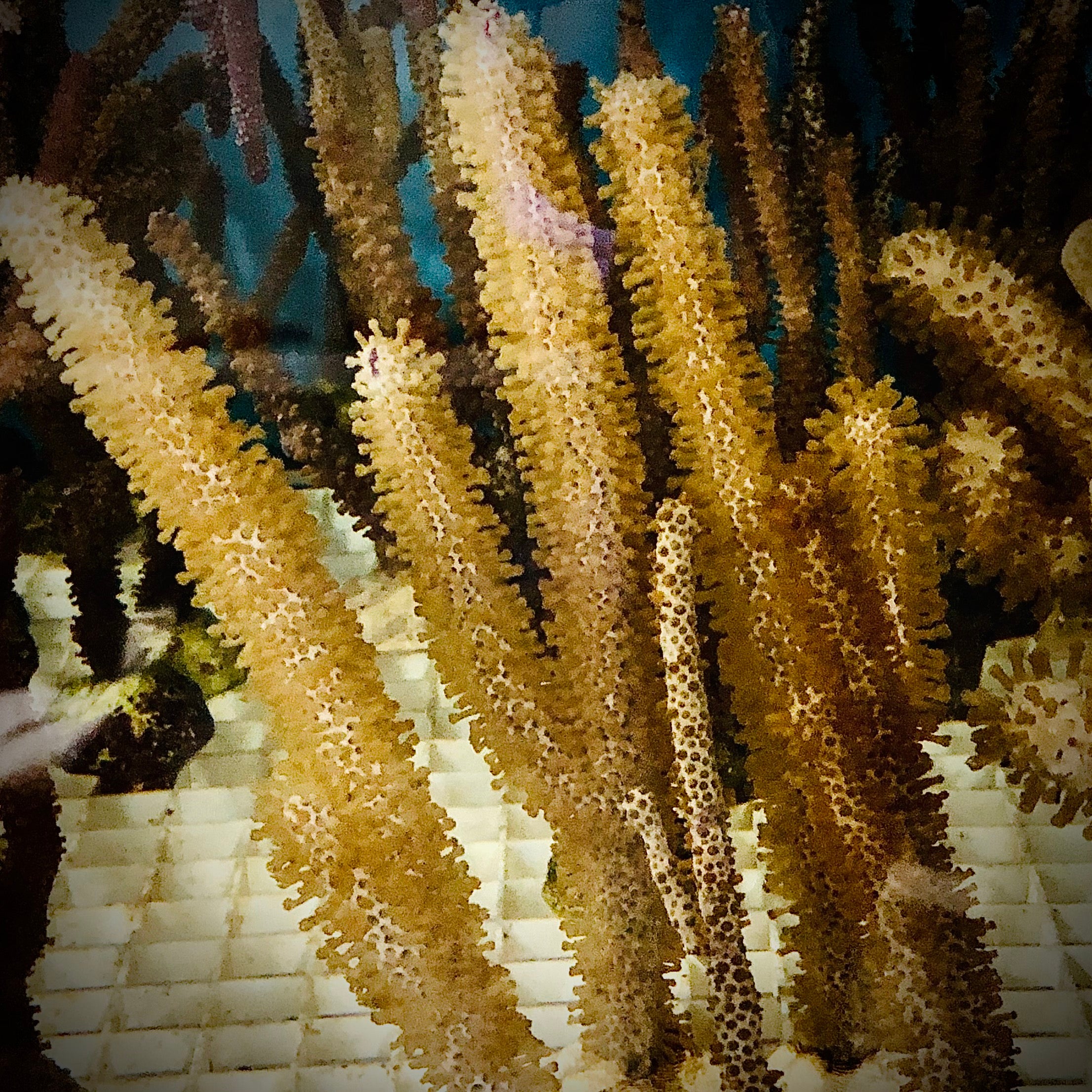 Porous Caribbean Sea Rod Gorgonian-Photosynthetic