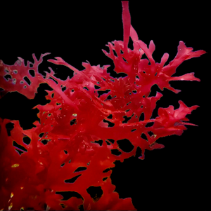 Red Gracilaria Hayi Macroalgae