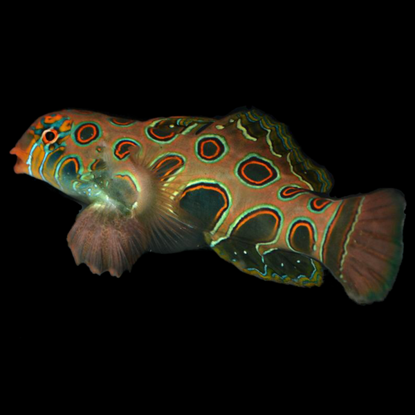 Aquarium Conditioned-Spotted Target Mandarin – Alyssa's Seahorse Savvy