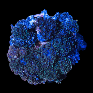 WYSIWYG Blue Sympodium Soft Coral Colony