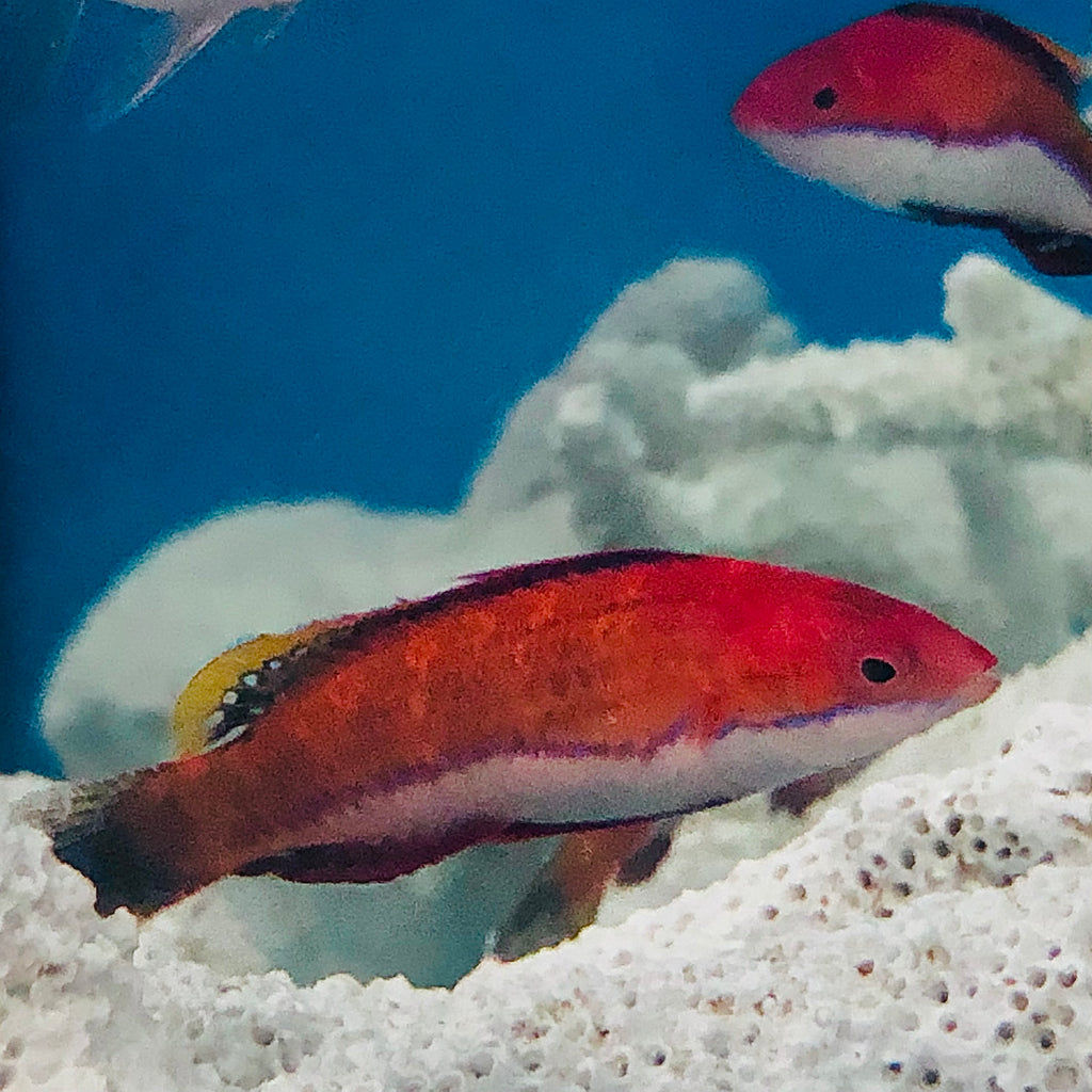 Aquarium Conditioned-Social Fairy Wrasse