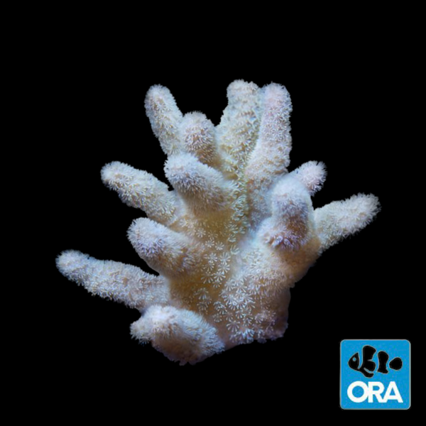 Coral プロフィール必読 Fuzzy Lobophytum Branching Leather Coral-ORA Aquacultured