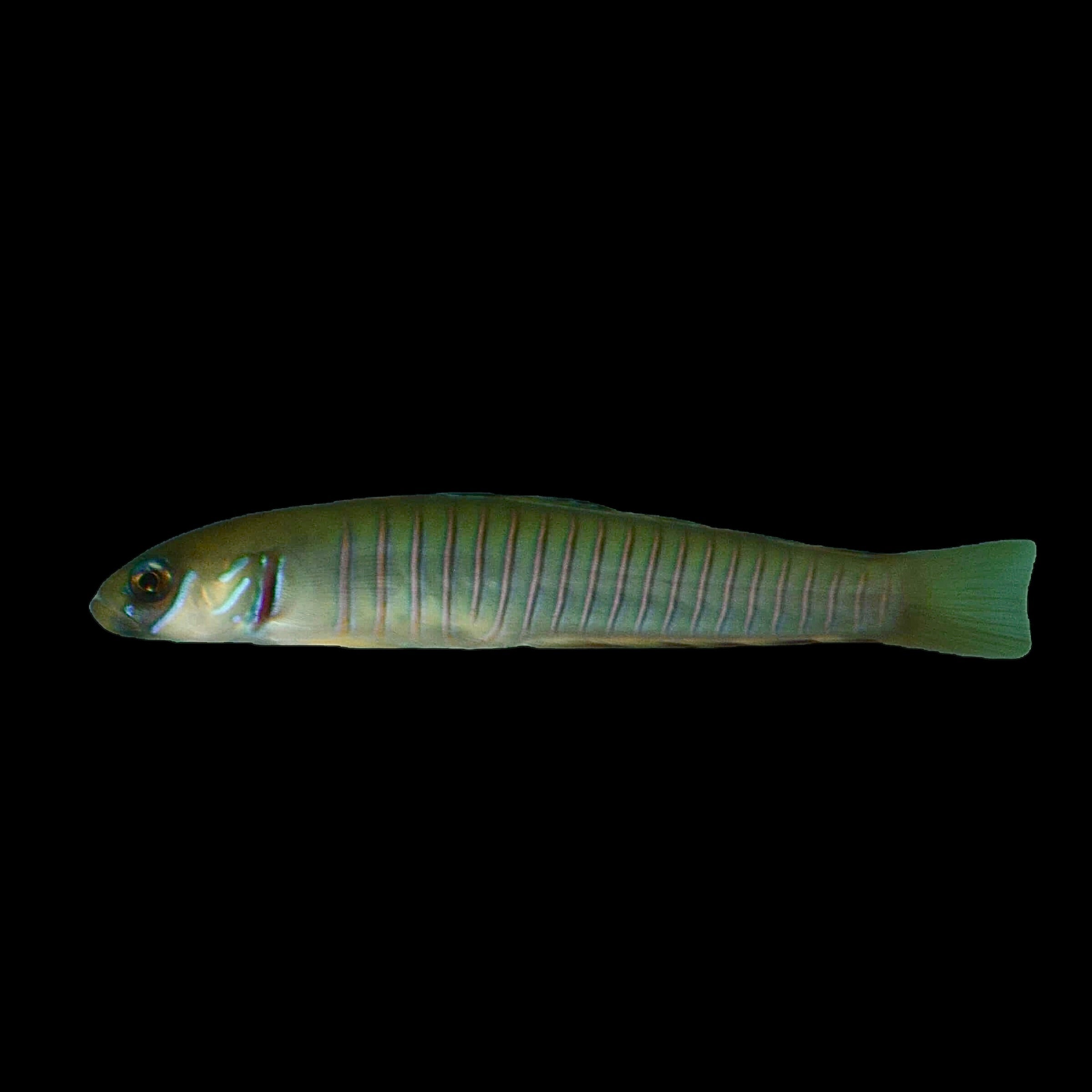 Aquarium Conditioned-Pink Zebra Bar Goby (Large Size)
