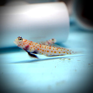 Aquarium Conditioned-Orange Spot Prawn Goby (Popular)