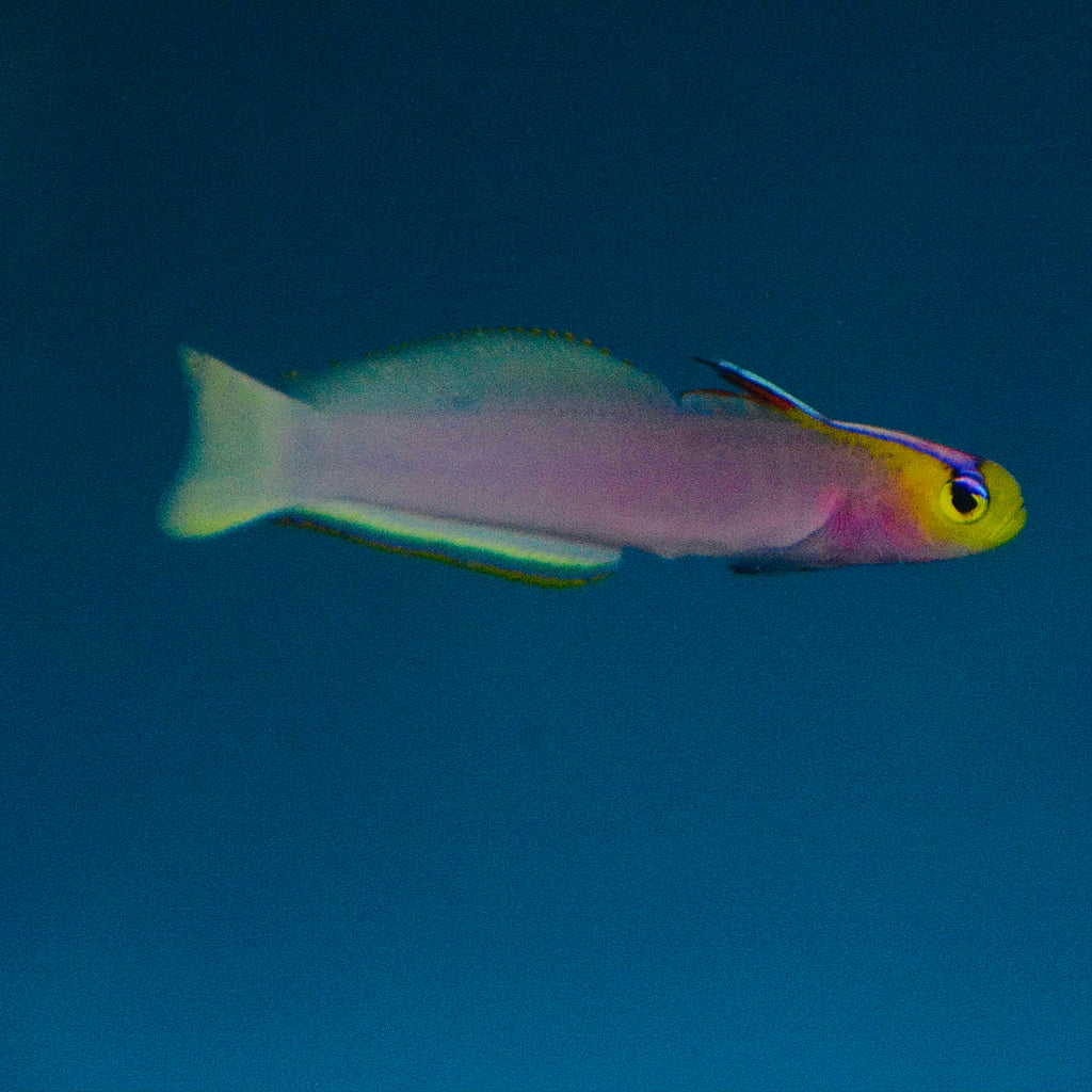 Aquarium Conditioned-Helfrich's Firefish