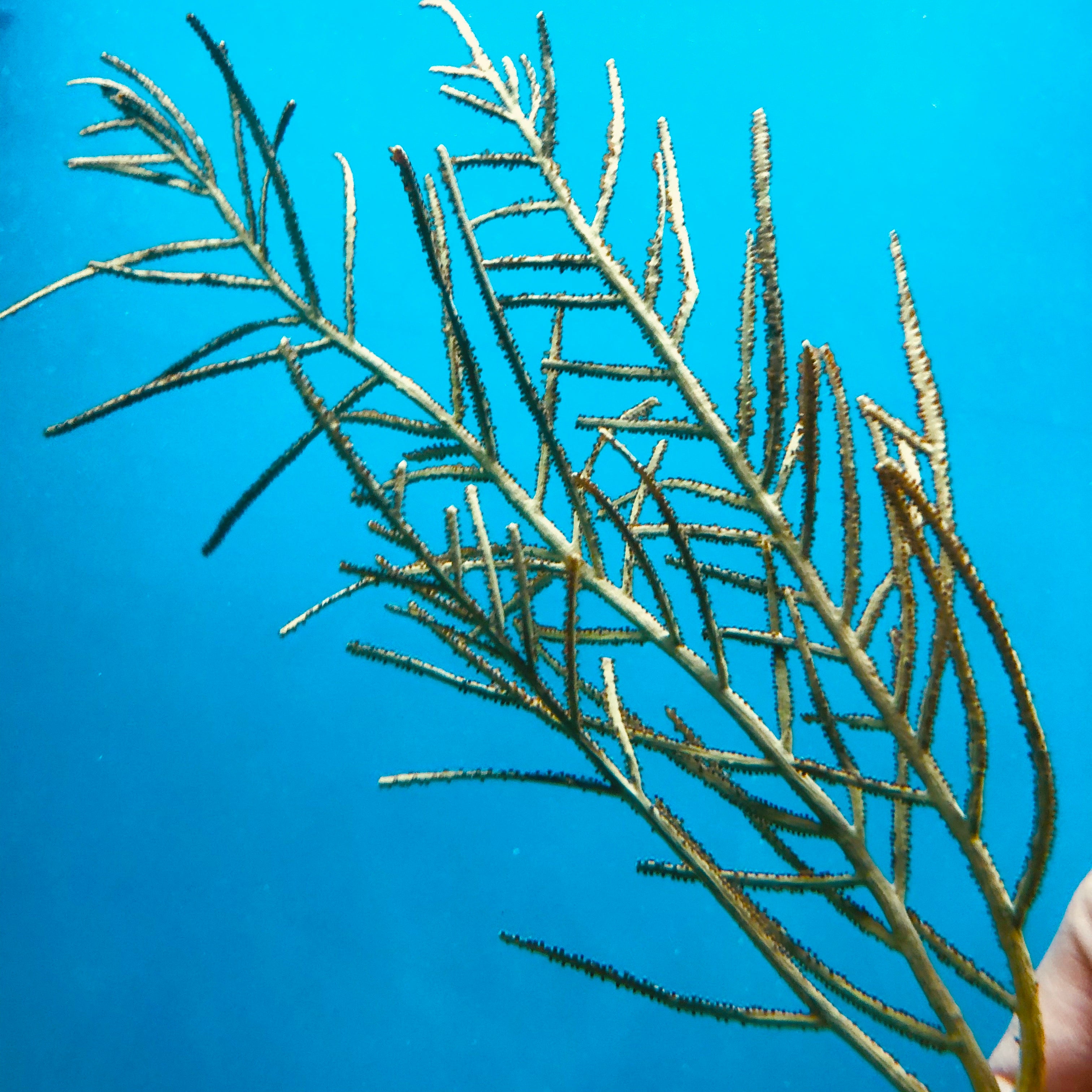 Golden Plume Gorgonian-Photosynthetic