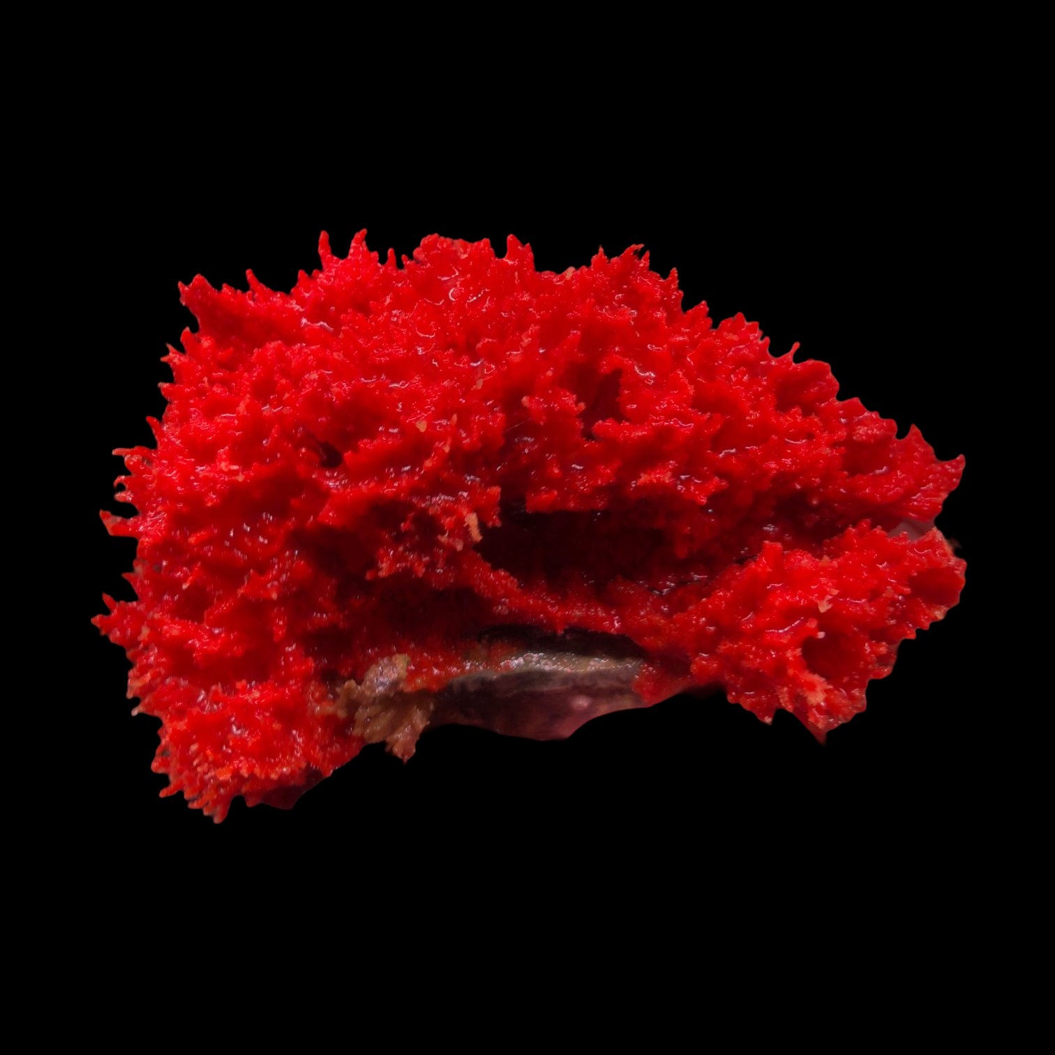 Bright Red Ridge Encrusting Sponge