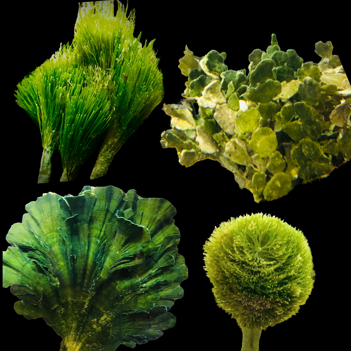 15 Bulk Pack-Rooted Mix Variety Macros – Alyssa's Seahorse Savvy