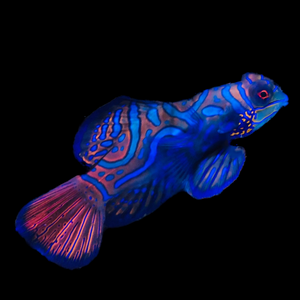 Aquarium Conditioned-Green Mandarin Dragonet Pair