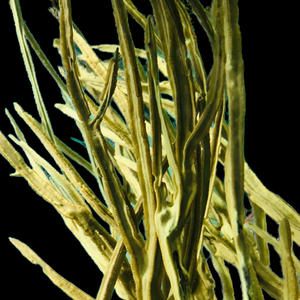 Yellow Ribbon Gorgonian-Photosynthetic