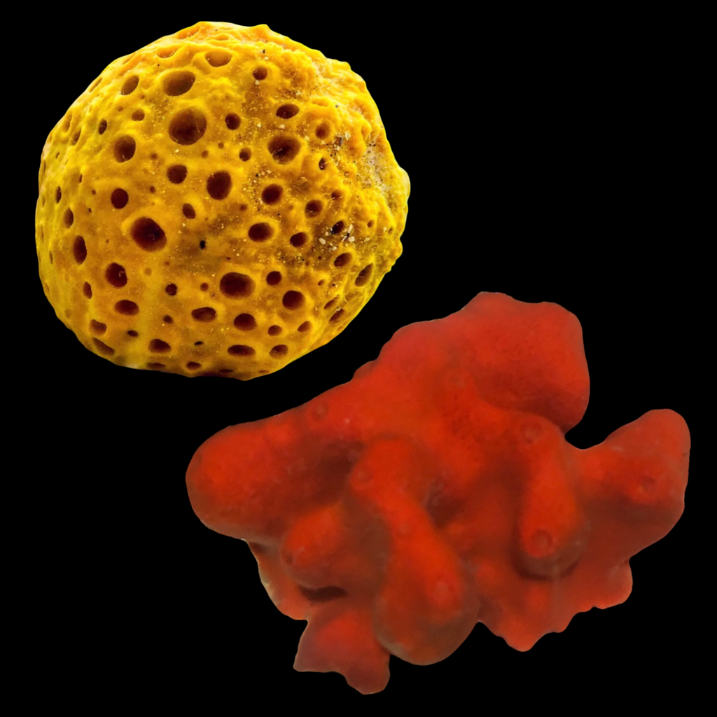 SPECIAL 2 Pack-Yellow Ball and Red Ball Sponge