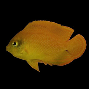 Aquarium Conditioned-Heraldi Yellow Dwarf Angelfish