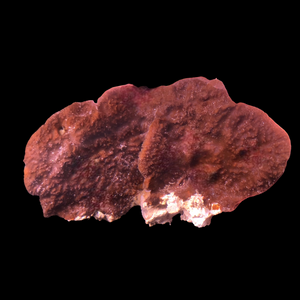 Caribbean Paddle Sponge