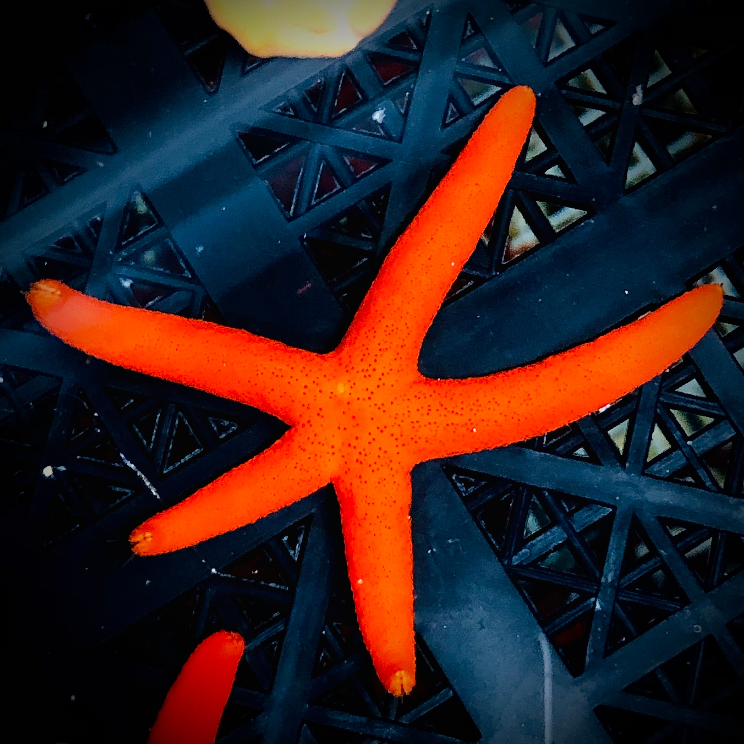 Neon Orange Red Luzon Starfish