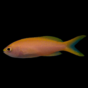 Aquarium Conditioned-Sunset Parvirostris Anthias (Female)