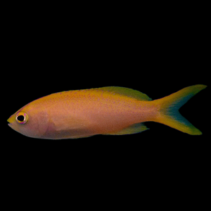 Aquarium Conditioned-Sunset Parvirostris Anthias