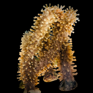True Thick Giant Slit Pore Gorgonian-Photosynthetic