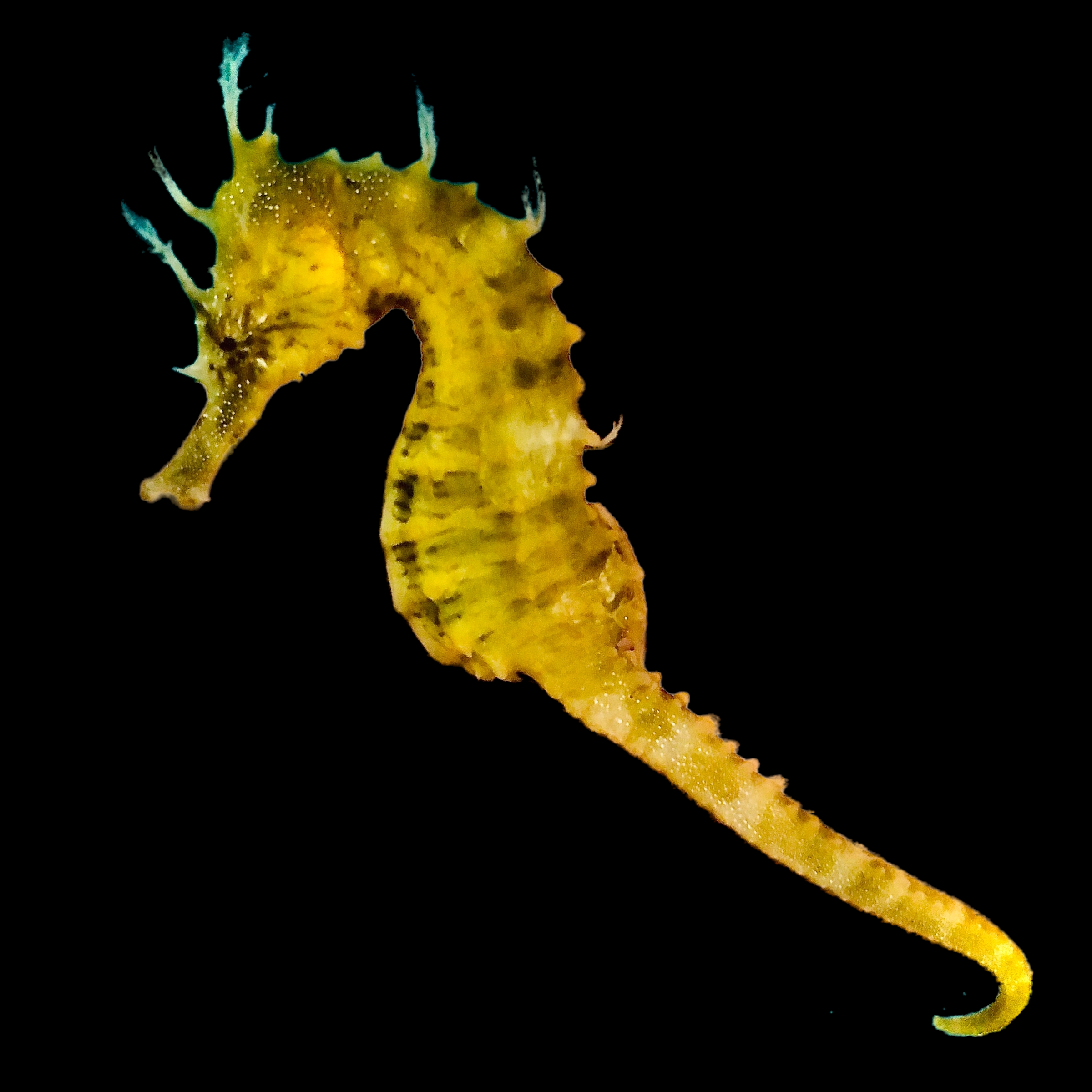 Captive Bred Saddled Erectus Seahorse with Cirri-Click options