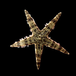 Pacific Sand Sifting Sea Star (Popular)