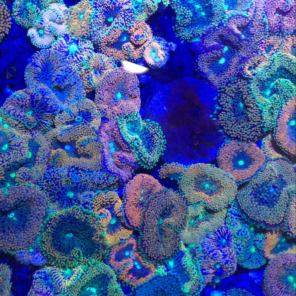 SPECIAL 5 Pack-Ricordea Coral Polyps