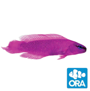 ORA Captive Bred-Orchid Dottyback