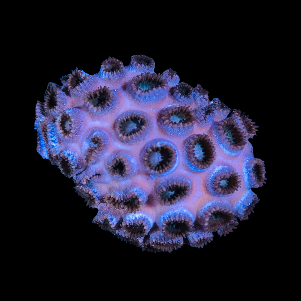 Caribbean Zoanthid Sea Mat