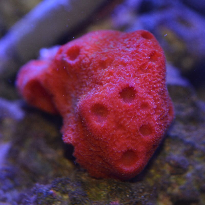 CYBER MONDAY SPECIAL-Bright Red Encrusting Ball Sponge