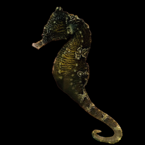 Captive Bred Dark Silver-Saddled Erectus Seahorse-3 Lot Trio