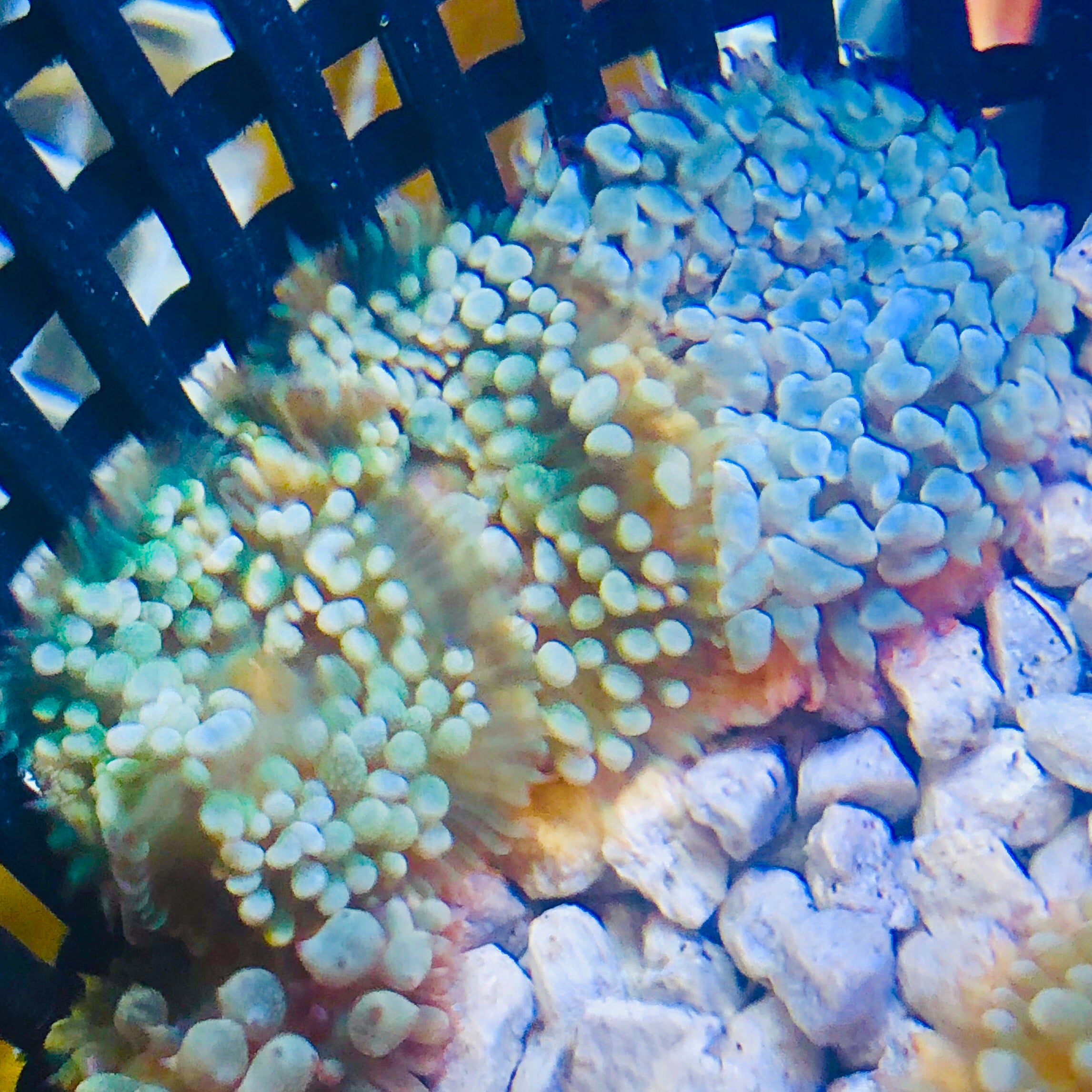 Blue Green St. Thomas Mushroom Coral
