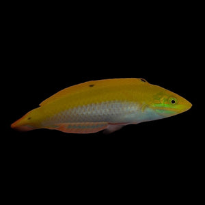 Aquarium Conditioned- White Belly Yellow (Indian) Wrasse