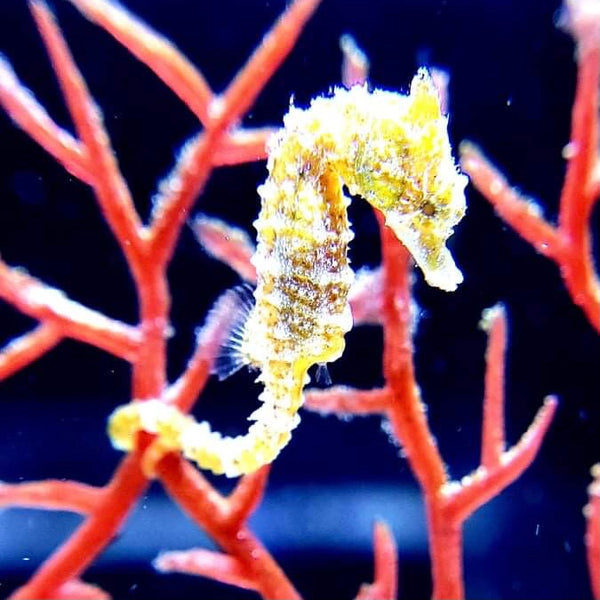 2 Dwarf Seahorses Captive Bred Hippocampus zosterae Alyssa s