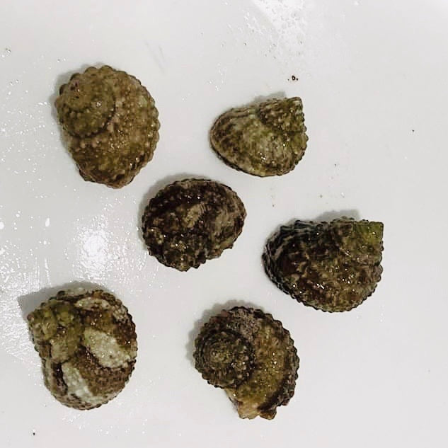 Stocky Chestnut Turbo Snail-Great Algae Eaters