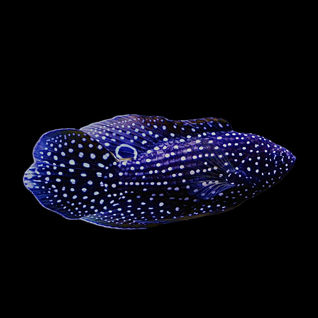 NEW ARRIVAL Aquarium Conditioned-Marine Betta (X-Small Size)