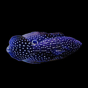 NEW ARRIVAL Aquarium Conditioned-Marine Betta (X-Small Size)