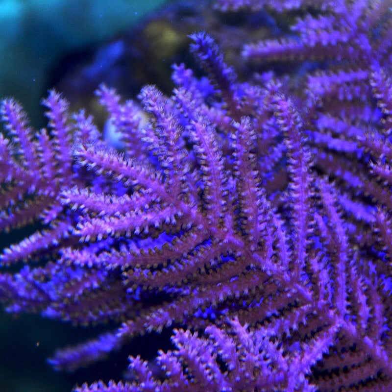 SPECIAL-Purple Frilly Gorgonian-Photosynthetic