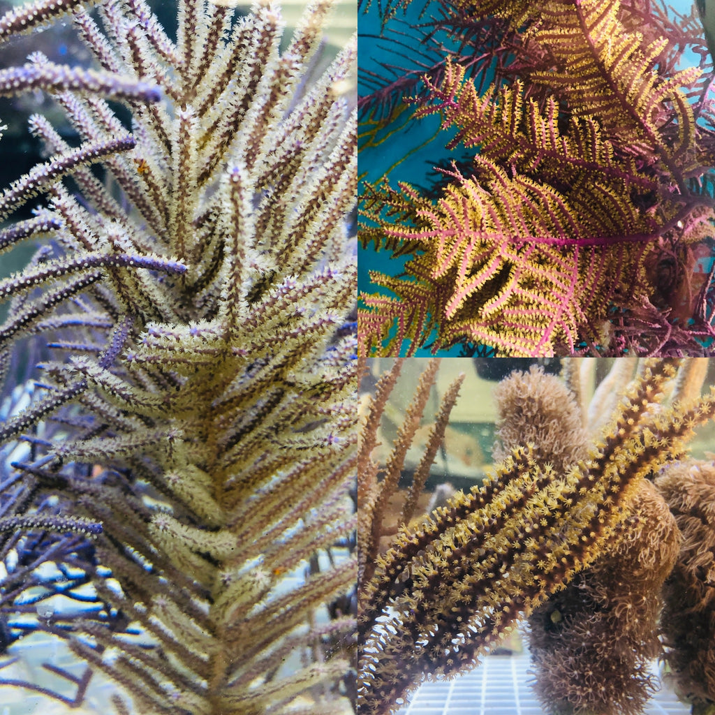 Purple Gorgonian Seahorse Hitching Post-3 Pack SPECIAL