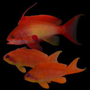 Aquarium Conditioned-Lyretail Anthias (Harem of 4)