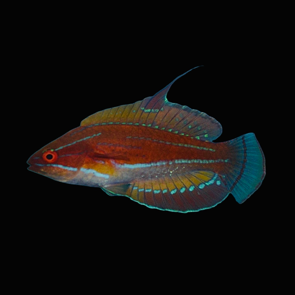 Aquarium Conditioned-Carpenter's Flasher Wrasse (Male)