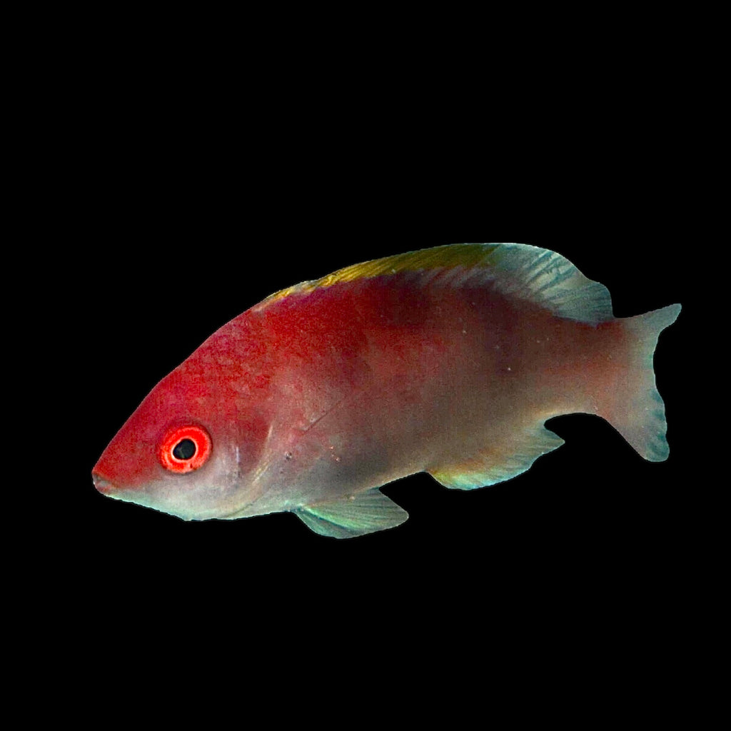 Aquarium Conditioned-Yellowfin Fairy Wrasse