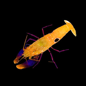 Bullseye Pistol Shrimp